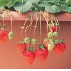 . клубника меласса .. рассада 