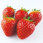 . клубника Tokyo .... Berry. рассада 5 рассада комплект 