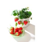  4 сезон становится . клубника . клей kun. рассада 