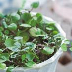  трава. рассада кресс ( вода k отсутствует )