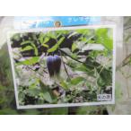 【魅惑のクレマチス・天の原】3.5号 芽出し苗・ヴィオルナ・テキセンシス系