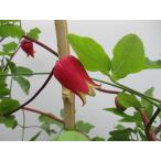 【現品】【魅惑のクレマチス・押切・No.3】６号芽出し充実株・ビオルナ・テキセンシス系