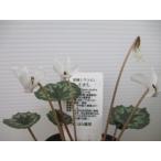 【希少！】【現品】【原種シクラメン・ミラビレ（白花）ニベウム No.13】3号ポット球根植物【秋咲き】