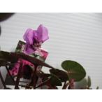 【現品】【原種シクラメン・特選コーム（コウム）充実株・No.24】3号ポット・球根植物