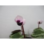 【現品】【希少】【原種シクラメン・特選コウム・ダークノーズ（白花系）・No.15】3号ポット・球根植物