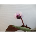 【現品】【希少】【原種シクラメン・特選コウム・ダークノーズ（白花系）・No.８】3号ポット・球根植物