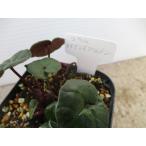 【現品】【希少】【原種シクラメン・特選コウム・メイデンズクリムゾン・No.4】3号ポット・球根植物