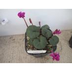 【現品】【希少】【原種シクラメン・特選コウム・メイデンズクリムゾン・No.5】3号ポット・球根植物