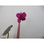 【現品】【希少】【原種シクラメン・特選コウム・濃色