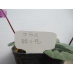 【現品】【原種シクラメン・コウム・はら園芸様育種・絞り花・No.1】3号ポット苗・球根植物