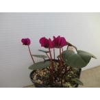 ショッピングポット 【現品】【希少】【原種シクラメン・特選コーム（コウム）濃色花・No.2】3号ポット・球根植物
