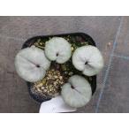 【現品】【希少】【原種シクラメン・特選コウム・ ex CSE 88397・ピンクリーフ・No.15】3号ポット