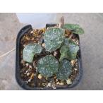 [ на данный момент товар ][ редкий!][. вид цикламен персидский *krechi cam * спецификация rudo leaf *No.5] луковица растения [ весна ..]