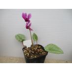 【現品】【原種シクラメン・特選ヘデリフォリウム・濃色花】球根植物