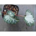 【希少！】【原種シクラメン・ペルシカム】3号ポット苗・球根植物・春咲き