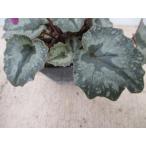 【現品】【希少！・原種シクラメン苗・スーダベリカム 】球根植物