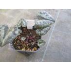 【現品】【希少！・原種シクラメン苗・スーダベリカム 】球根植物