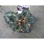 【現品】【原種シクラメン・特選グラエカム・ドワーフタイプ・ No.2】球根植物