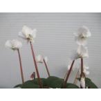 【原種シクラメン・コ−ム・ゴランハイツ】冬咲き・3号ポット・球根植物・宿根草