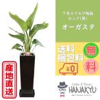 人気の観葉植物 おしゃれ オーガスタ プレゼント 7号 スクエア陶器鉢スリム 黒 ギフト 自分用 開店祝い 新築祝い 受け皿付き 高さ約95cm
