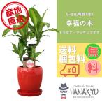 観葉植物 おしゃれ 種類 幸福の木 お中元 プレゼント 5号 丸陶器鉢 赤 ギフト 自分用 受け皿付き 約55cm