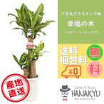 人気の観葉植物 幸福の木/マッサンアゲナ おしゃれ 風水 ドラセナ7号 丸プラスチック鉢 ギフトにも自分用にも 受け皿付き 高さ約90cm