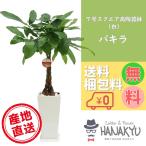 観葉植物 おしゃれ 人気 種類 開店祝い 新築祝い パキラ 7号 スクエア高陶器鉢 白 ギフト インテリア 風水 受け皿 大型 高さ約110cm