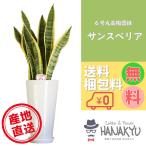 観葉植物おしゃれ人気開店祝いサンス...