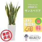 ショッピングＺＡＫＫＡ 人気の観葉植物 おしゃれ サンスベリア ７号 スクエア高陶器 白 ギフト 自分用 インテリア 風水 マイナスイオン 受け皿付き 高さ約85cm