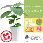 観葉植物 おしゃれ 人気 種類 開店祝い 新築祝い ウンベラータ ハートの葉っぱ スクエア高陶器 白 ６号 人気 ギフト プレゼント インテリア 風水 約70cm 爆買