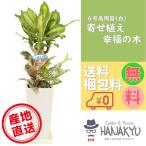 ショッピング観葉植物 人気の観葉植物 おしゃれ 幸福の木 寄せ植え ６号 スクエア陶器鉢 白 お手頃価格 ギフトにピッタリ 受け皿付き 高さ約75cm