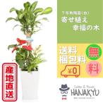 人気の観葉植物 おしゃれ 幸福の木 寄せ植え ７号 スクエア陶器鉢 白 お手頃価格 ギフトにピッタリ 受け皿付き 高さ約100cm