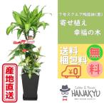 観葉植物 おしゃれ 種類 幸福の木 人気 敬老の日 ギフト 寄せ植え 7号 スクエア 陶器鉢 黒 開店祝い 新築祝い 受け皿付き 約100cm