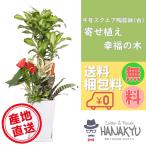 観葉植物 おしゃれ 種類 幸福の木 人気 ギフト 寄せ植え 大型 9号 スクエア 陶器鉢 白 開店祝い 新築祝い 敬老の日 受け皿 約125cm