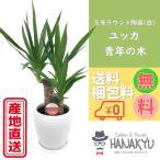 送料無料 観葉植物 ユッカ ５号 丸陶器鉢 白でおしゃれインテリア