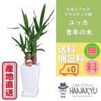 ショッピング観葉植物 送料無料 観葉植物 おしゃれ 人気 ユッカ/青年の木 ６号 スクエアプラスチック鉢 角 ギフトにも自分用にも お手軽価格 受け皿付き 高さ約65cm