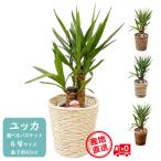 観葉植物 おしゃれ 種類 ユッカ 青年の木 人気 開店祝い 新築祝い 母の日 ギフト プレゼント 6号 かご 受け皿付き 約65cm