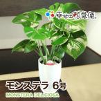 観葉植物 モンステラ6号鉢 人気 ラ