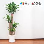 ショッピング鉢 観葉植物 幸福の木10号プラスチック鉢 高さ約180cm 佐川急便