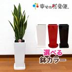 観葉植物 サンスベリア 7号陶器ロング-角鉢(白赤黒) 人気 新築祝い インテリア