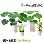 ショッピング観葉植物 選べる観葉植物4点Aセット 人気 開店祝い