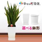 ショッピング鉢 観葉植物 サンスベリア 8号プラスチック鉢-角丸