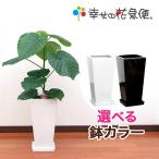 観葉植物 フィカス・ウンベラータ7号角高陶器鉢(白黒) インテリア