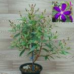 ノボタン コートダジュール 5号鉢植え I 27 150h イングの森 花 苗 育て方 通販 Yahoo ショッピング
