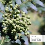 果樹苗山椒苗朝倉サンショウ1年生接...