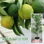  один лет yuzu (yuz..) сразу .. возможно реальный имеется . доставка 6 номер горшок фруктовое дерево рассада реальный имеется немедленно ....