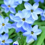 イフェイオンハナニラウイズリーブル...