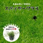  газонная трава сырой почвопокровные растения pot рассада супер .. товар вид Spider стакан 3 номер ( диаметр 9cm) окантовка подлесок 