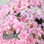 アジサイ ハイドランジア ダブルダッチ エダム 5号（直径15cm）鉢 あじさい 紫陽花 1個