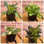  живучка 4 pot комплект товар вид случайный 3 номер ( диаметр 9cm) pot рассада . корень . затенитель от солнца сад половина день . день . крыло lishu сад 